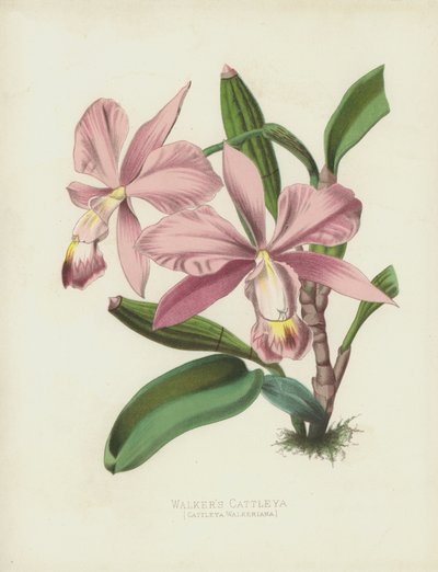 La Cattleya de Walker, Cattleya Walkeriana - English School
